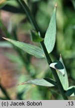 Linum narbonense (len narboński)