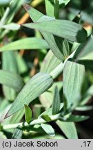 Linum narbonense (len narboński)