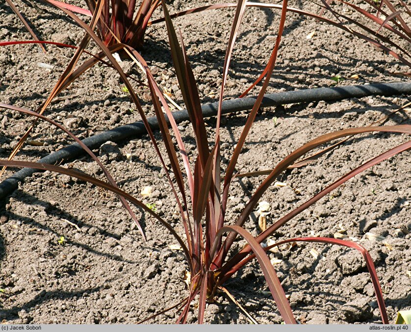 Phormium tenax Bronze Baby