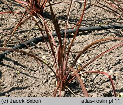 Phormium tenax (tęgosz mocny)