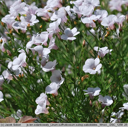 Linum suffruticosum (len solankowaty)