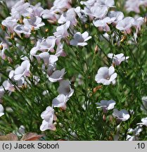 Linum suffruticosum (len solankowaty)