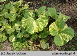 Petasites japonicus