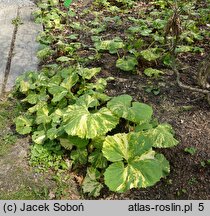 Petasites japonicus