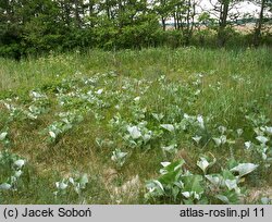 Petasites spurius (lepiężnik kutnerowaty)