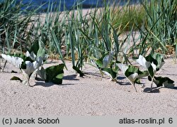 Petasites spurius (lepiężnik kutnerowaty)