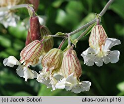 Silene zawadzkii (lepnica Zawadzkiego)