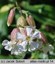 Silene zawadzkii (lepnica Zawadzkiego)