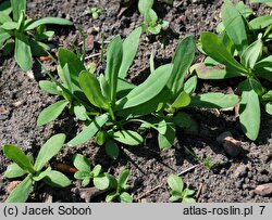 Silene armeria (lepnica baldaszkowa)