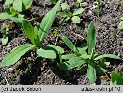 Silene armeria (lepnica baldaszkowa)