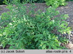 Lespedeza bicolor (lespedeza krzewiasta)