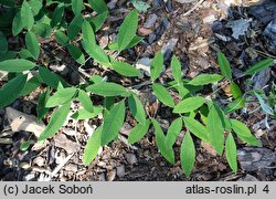 Lespedeza bicolor (lespedeza krzewiasta)