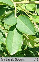 Lespedeza thunbergii (lespedeza Thunberga)