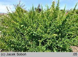 Lespedeza thunbergii (lespedeza Thunberga)