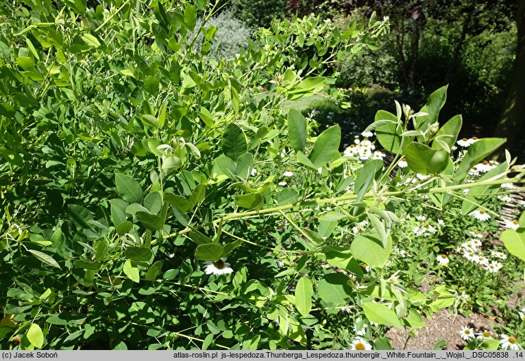 Lespedeza thunbergii White Fountain