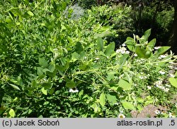 Lespedeza thunbergii White Fountain