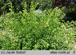 Lespedeza thunbergii White Fountain