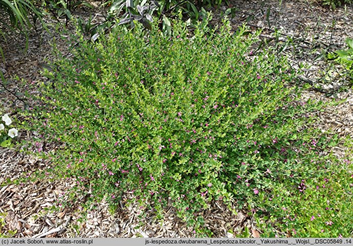 Lespedeza bicolor (lespedeza krzewiasta)