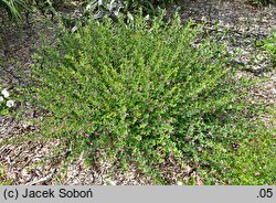 Lespedeza bicolor (lespedeza krzewiasta)