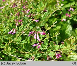 Lespedeza bicolor (lespedeza krzewiasta)