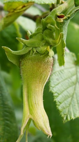 Corylus maxima