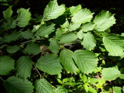 Corylus avellana (leszczyna pospolita)