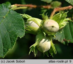 Corylus avellana (leszczyna pospolita)