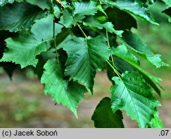 Corylus ×colurnoides (leszczyna pośrednia)