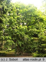 Corylus ×colurnoides (leszczyna pośrednia)