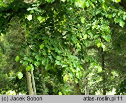 Corylus ×colurnoides (leszczyna pośrednia)