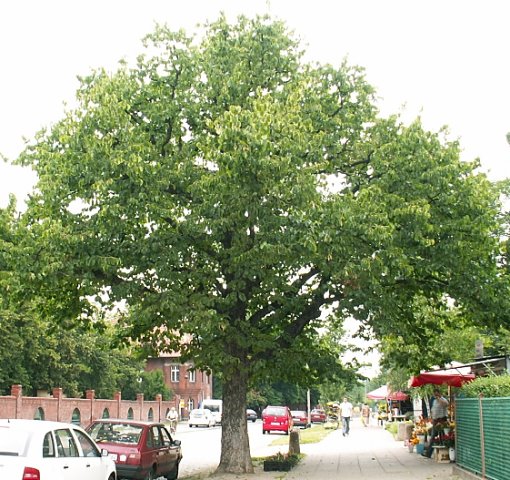 Corylus colurna