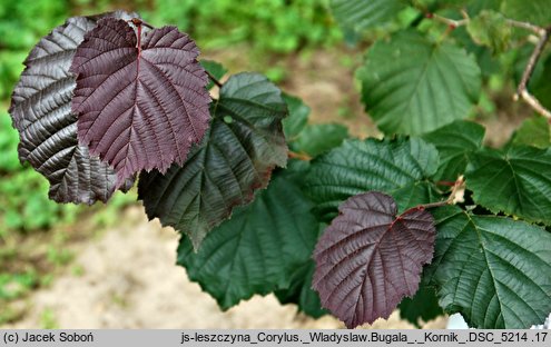 Corylus ×colurnoides Władysław Bugała