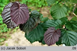 Corylus ×colurnoides Władysław Bugała