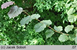 Corylus ×colurnoides Władysław Bugała