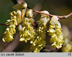 Corylopsis willmottiae