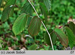 Corylopsis sinensis (leszczynowiec chiński)