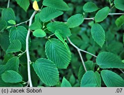 Corylopsis sinensis var. calvescens (leszczynowiec chiński odm. calvescens)