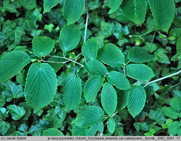 Corylopsis sinensis var. calvescens (leszczynowiec chiński odm. calvescens)