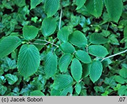 Corylopsis sinensis var. calvescens (leszczynowiec chiński odm. calvescens)