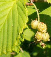 Corylopsis spicata (leszczynowiec kłosowy)