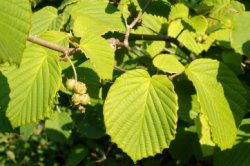 Corylopsis spicata (leszczynowiec kłosowy)