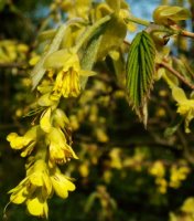 Corylopsis spicata (leszczynowiec kłosowy)