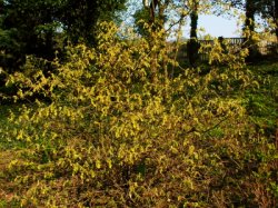 Corylopsis spicata (leszczynowiec kłosowy)