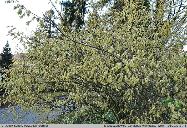 Corylopsis willmottiae