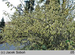 Corylopsis willmottiae