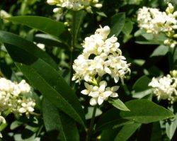 Ligustrum vulgare