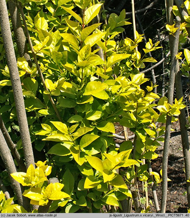 Ligustrum ×vicaryi