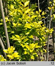 Ligustrum ×vicaryi