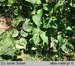 Syringa tomentella (lilak aksamitny)