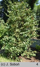 Syringa tomentella (lilak aksamitny)